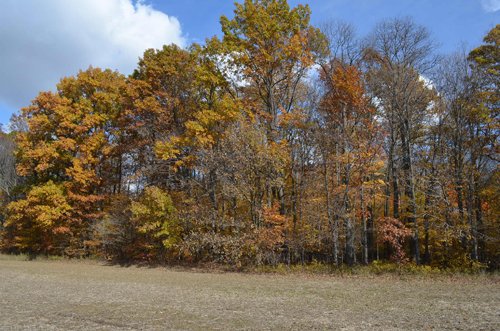 Property photo 19 - 75.3 Acres Offered in 2 Tracts